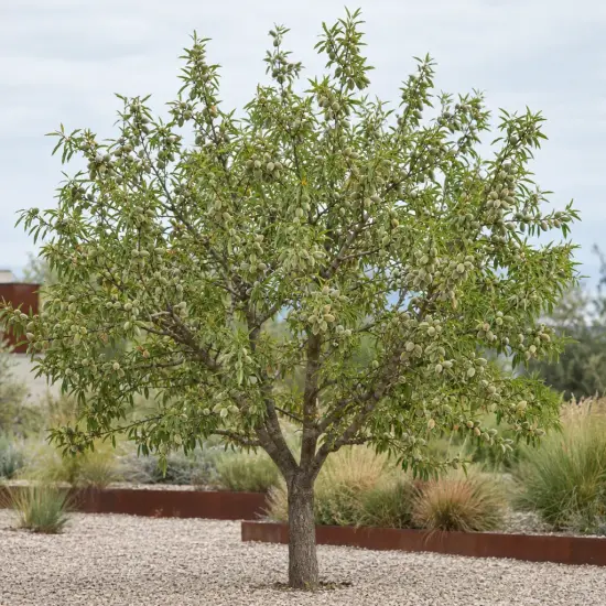 Amandier 'Tuono' (Prunus amygdalus) — arbre isolé au feuillage dense sur gravier