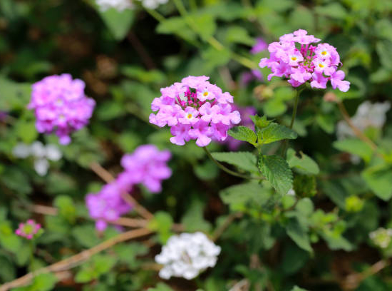 Lantanier Très Délicat violet