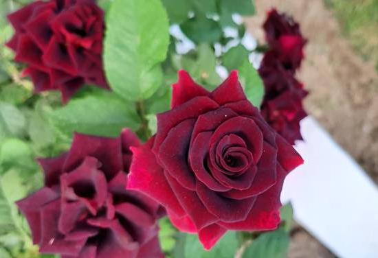 Rosier 'Eddy mitchell '