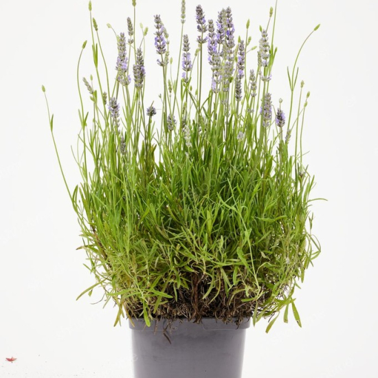 Lavande officinale