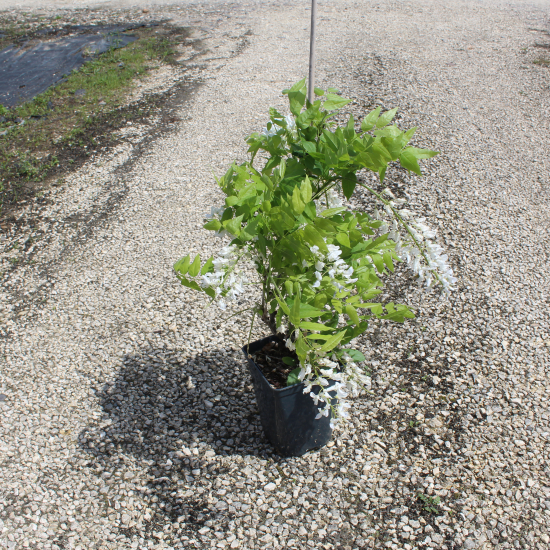 Glycine de chine 'Alba'