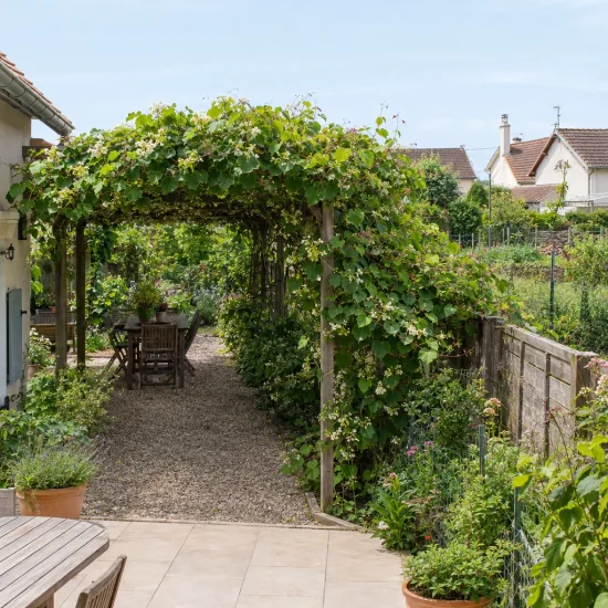 Kiwi 'Male' (Actinidia) — pergola de jardin couverte de vigne grimpante
