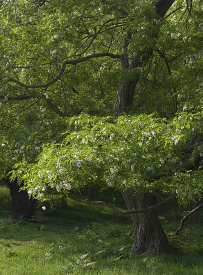 Robinier faux acacia