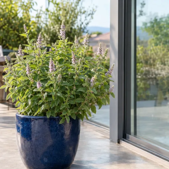 Menthe figue 'Figue' (Mentha spicata) — plante aromatique en pot bleu sur terrasse · Photo d'illustration