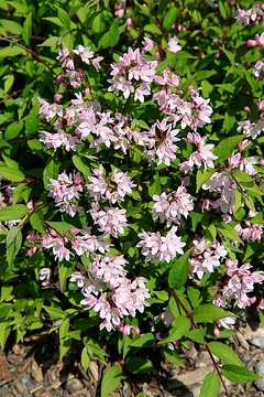 Deutzie 'Raspberry sundae'