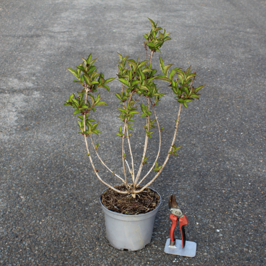 Weigelia 'Bristol ruby'