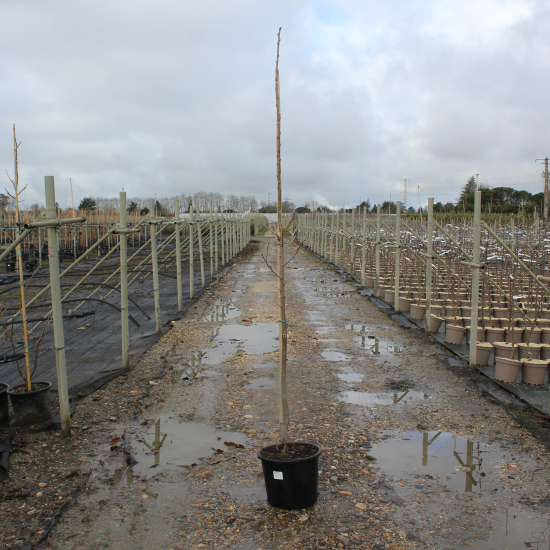 Châtaigner 'Bellefer'