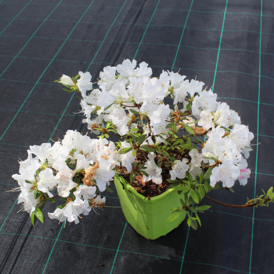 Azalée japonaise 'Starlite blanc nervure rose'