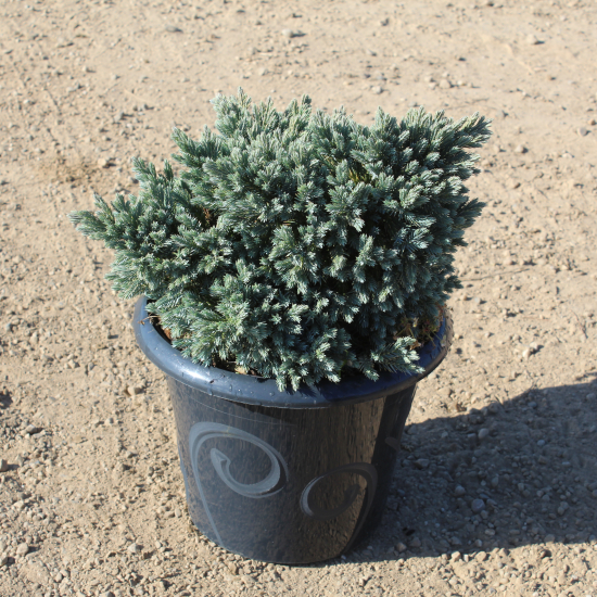 Genévrier écailleux 'Blue star'