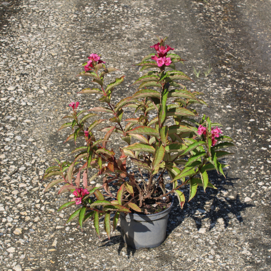 Weigelia 'Brigela'