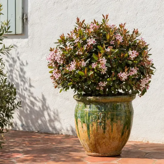 Aubépine indienne 'Springtime' (Rhaphiolepis indica) — arbuste fleuri en pot vernissé sur terrasse