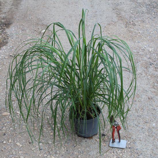 Herbes aux écouvillons 'Red head'