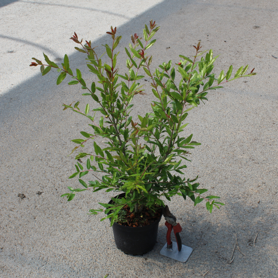 Grenadier 'Maxima rubra'