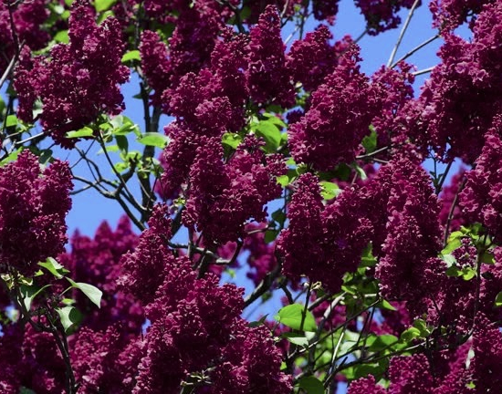 Arbre aux papillons 'vin'
