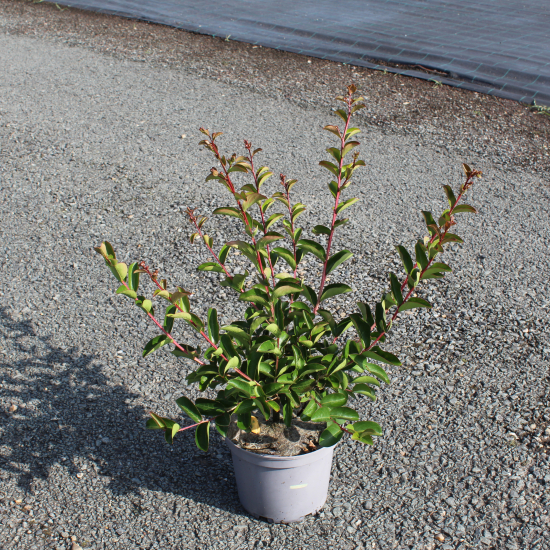Lilas des indes 'Jacqueline desmartis'