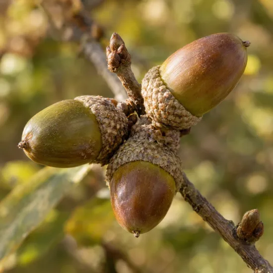 Chêne d'eau (Quercus nigra) — glandes groupées sur une branche, gros plan · Photo d'illustration