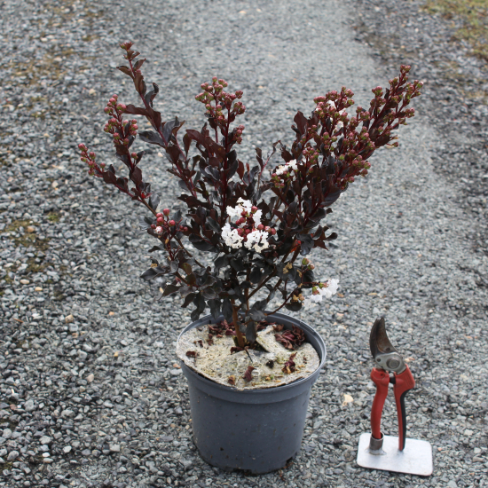 Lilas des indes 'Coconut sorbet'