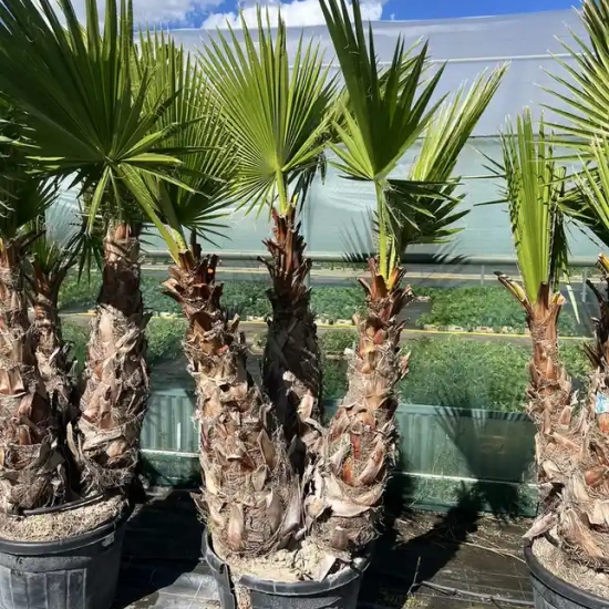 Washingtonia 'Filifera'