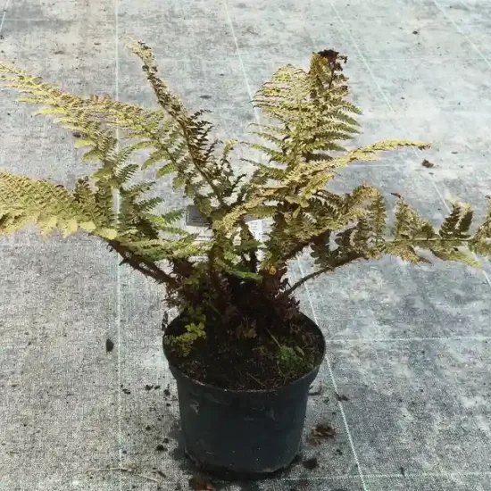 Polystic (Polystichum polyblepharum) — fougère aux frondes sèches dans pot noir · Pot 2.5L Touffe