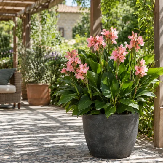 Canna 'Gnom' — grand plant fleuri en pot sur terrasse · Photo d'illustration