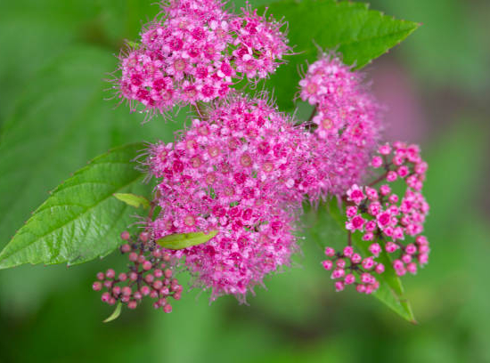 Spirée 'Antony waterer'