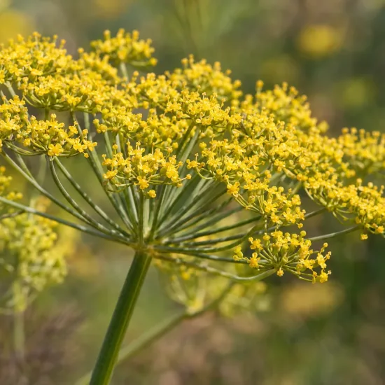 Fenouil commun 'Bronze' (Foeniculum vulgare) — ombelle de petites fleurs jaunes en gros plan · Photo d'illustration