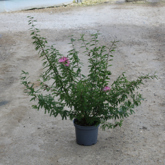Calliandra Dixie Pink