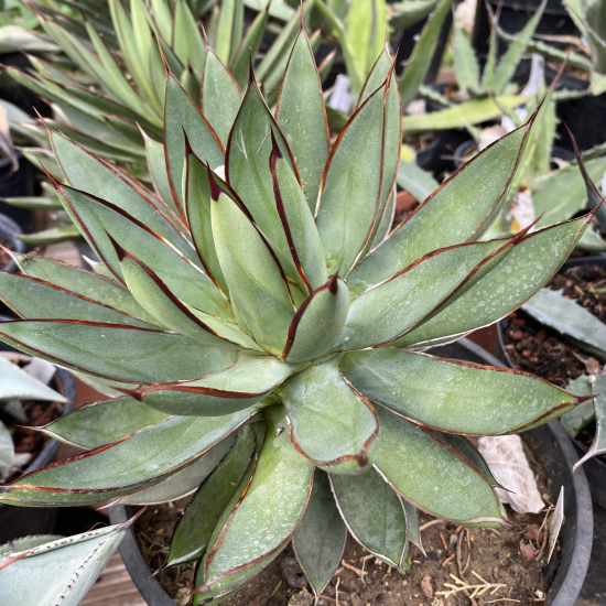 Agave  red edge