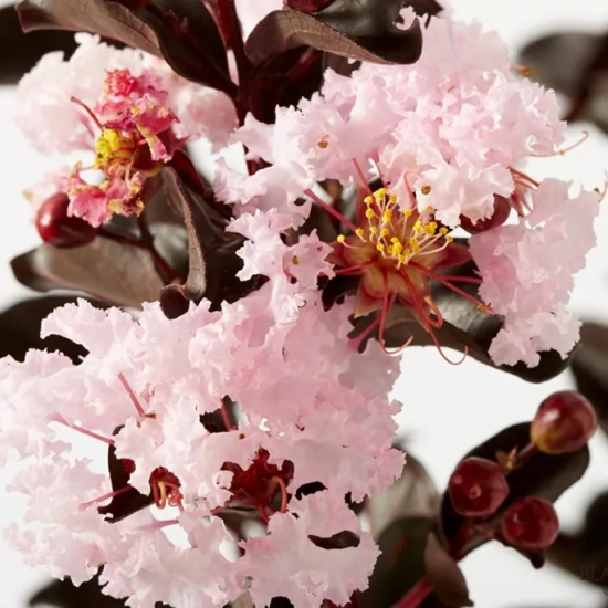 Lilas des indes 'Blush'