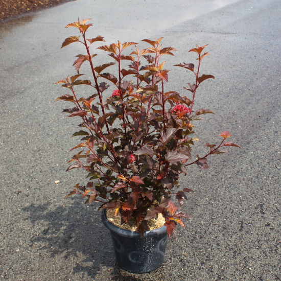 Physocarpe à feuilles cuivre 'Diable d'or'