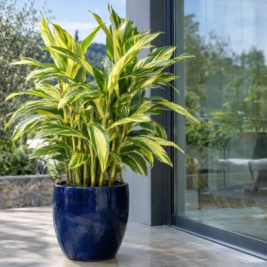 Gingembre coquille panaché 'Variegata' (Alpinia) — plante au feuillage panaché dans grand pot bleu · Photo d'illustration