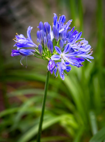 Agapanthe africaine bleue 'Peter Pan'