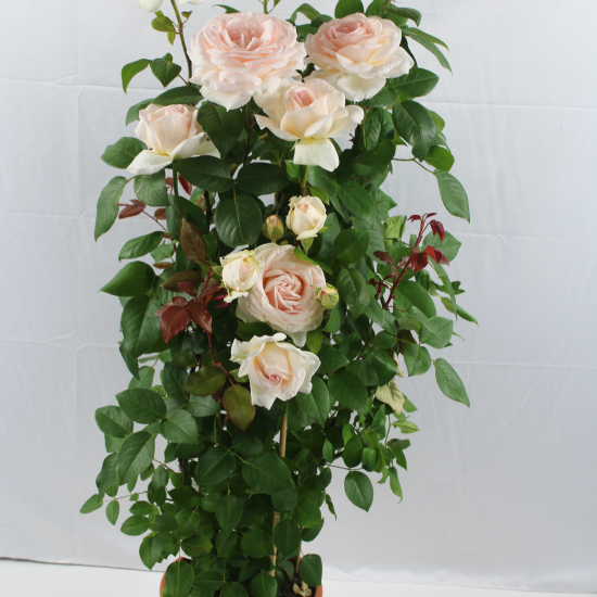 Rosier 'Pierre de ronsard '