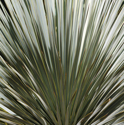 Yucca rostrata x rigida