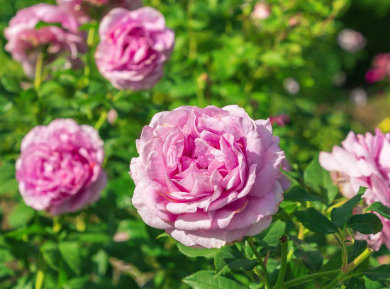 Rosier 'Mme de maintenon'