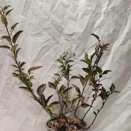 Morelle faux jasmin 'Album'