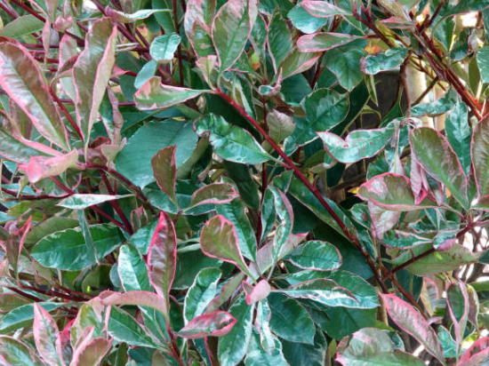 Photinia 'Pink marble cassini'