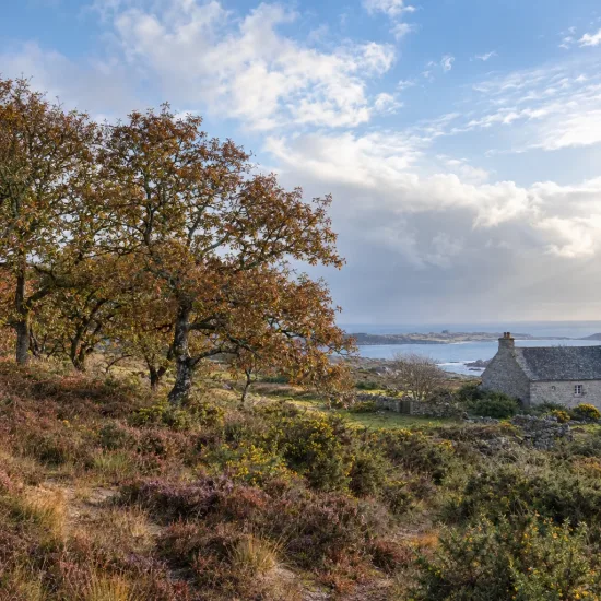 Chêne (Quercus pyrenaica) — arbres sur colline côtière près d'une maison · Photo d'illustration