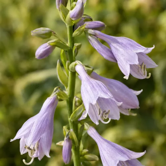 Hosta 'Francee' (Hosta fortunei) — grappes de fleurs tubulaires mauves en gros plan · Photo d'illustration