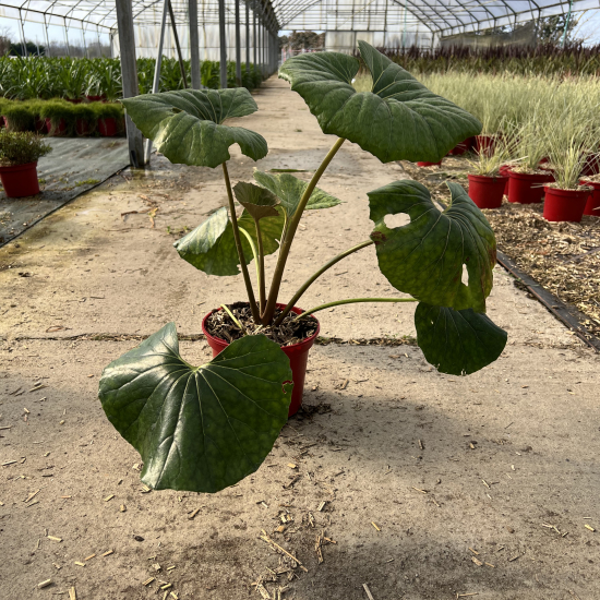 Farfugium 'Arctic jungle''