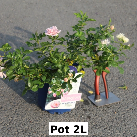 Rosier 'Mareva rose tendre '