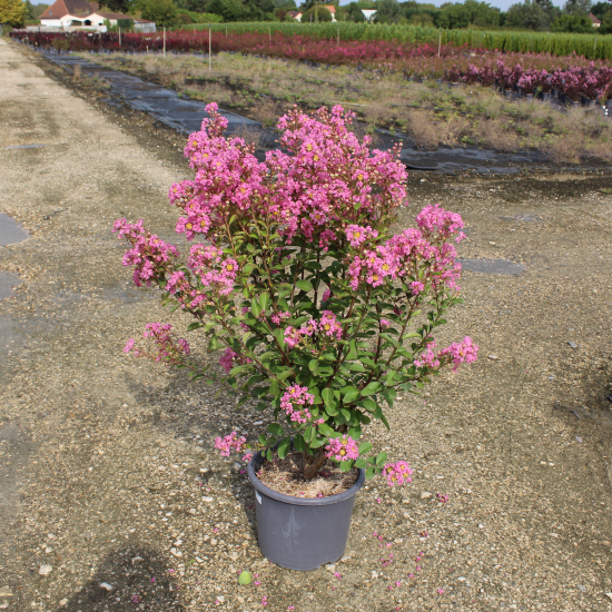 Lilas des indes 'Monbazillac'