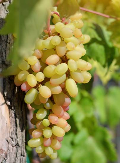 Vigne 'De table dattier de beyrouth'