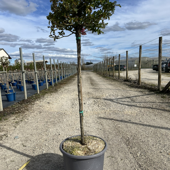 Rosier 'Chateau de cheverny '