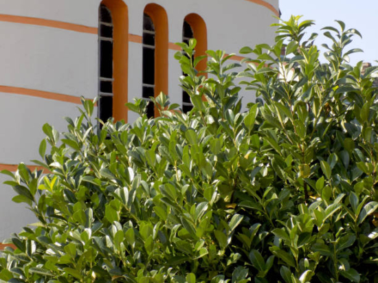 Griselinie du littoral 'Redge'