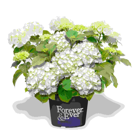 Hortensia 'Forever and ever blanc'
