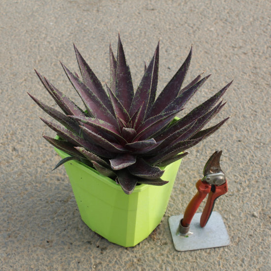 Mangave 'Mission to mars'