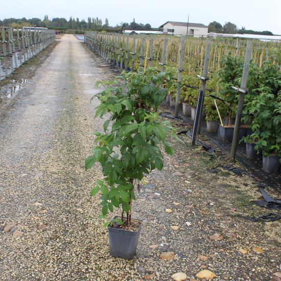 Framboisier 'Belle de malicorne'