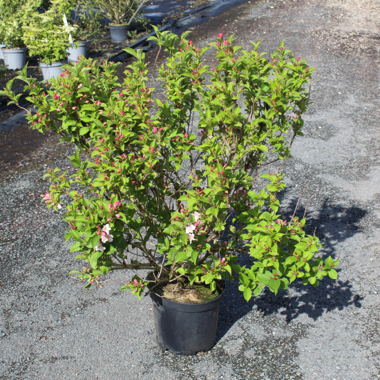 Weigelia 'Stelzneri rose'