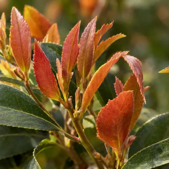 Osmanthe à feuilles variables (Osmanthus yunnanensis) — jeunes feuilles rouges contrastant avec feuillage vert · Photo d'illustration